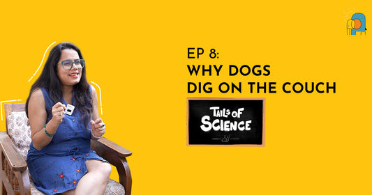 EP8:Why Dogs Dig on the Couch - Tails of Science