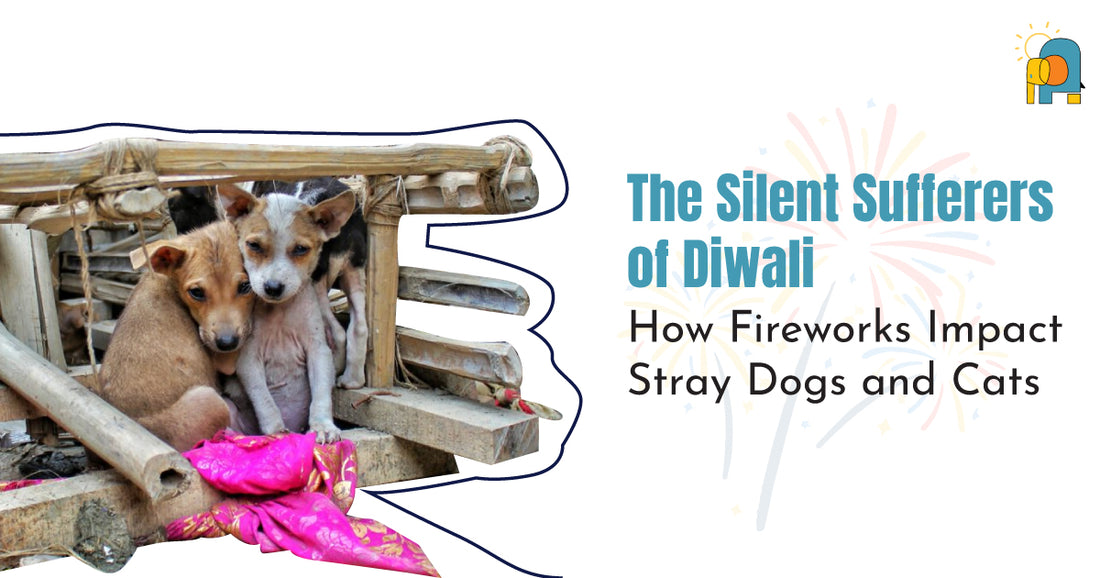 Struggles of Stray Animals During Diwali 