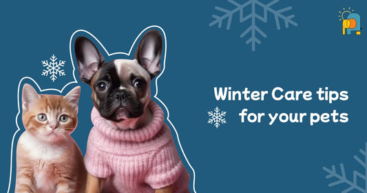 Winter Care Tips For Your Pets